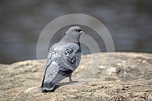 Pigeon sitting on a rock in NYC