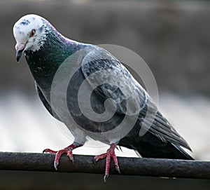 Pigeon sitting