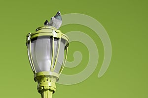 Pigeon sitting on a street lamp against the green background.