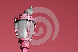 Pigeon sitting on a street lamp in front of a pink background