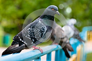 Pigeon sitting on support in park