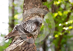 A pigeon is sitting on a tree