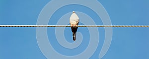 Pigeon sitting on a wire with blue sky as backdrop
