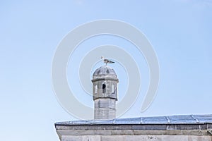 Pigeon in sky above mosque in istanbul