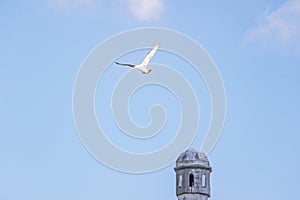 Pigeon in sky above mosque in istanbul