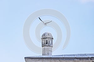 Pigeon in sky above mosque in istanbul