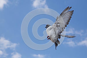 Pigeon in the sky. Dove in the sky