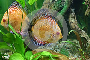 Pigeon snakeskin discus fish in a tropical aquarium