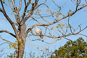 Paloma manchas sobre el su plumas sentado sobre el un árbol rama en 