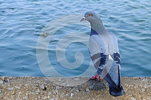 Pigeon stand on concrete bank and looking for a fish in the river.