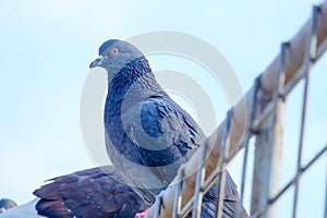 Pigeon standing alone on the fence