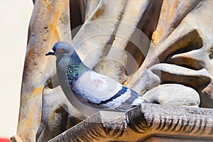 Pigeon standing alone on the fence