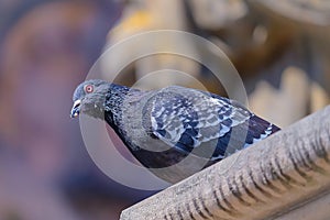 Pigeon standing alone on the fence