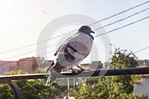 Pigeon standing on black bars of window of house