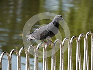 A pigeon is standing on a fence by the water in the park