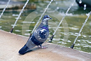 Pigeon standing on the fountain in Tivoli 2