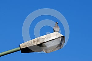 Pigeon standing on a lamppost