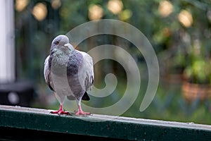 A pigeon standing on a leaky house.