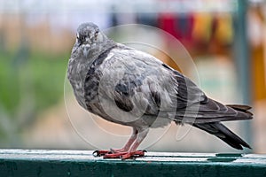 A pigeon standing on a leaky house.