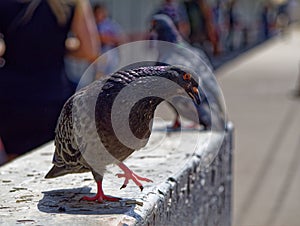 A pigeon standing on one foot half-turned close-up