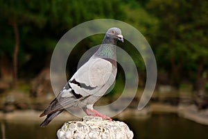 Pigeon
