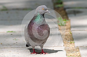 A pigeon stands on the asphalt and looks away