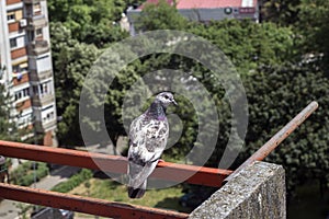 A pigeon stands on the fence of the terrace