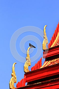 Pigeon stay on naga structure on gable