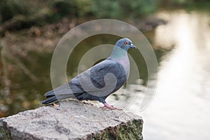 Pigeon on a stone