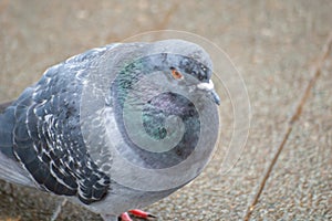 Pigeon on the street in London, England