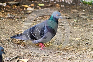 A pigeon in a summer park