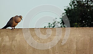 Pigeon with Swelled Neck