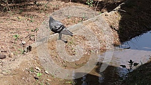 A pigeon takes a bath in flowing water to get relief from the heat