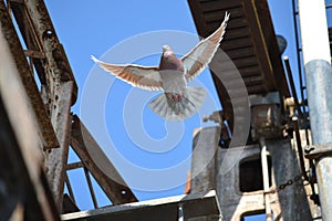 Pigeon taking flight from old bridge