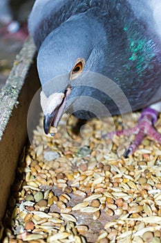 Pigeon taking wheat grain in the beak