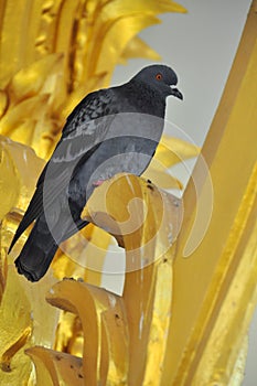 Pigeon in a temple,Angthong,Thailand.