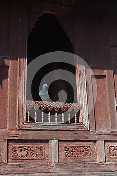 Pigeon on temple window