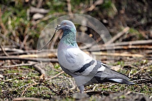 Pigeon with thin twig in beak