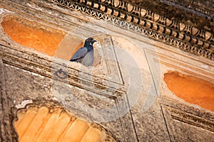 Pigeon in the tomb walls