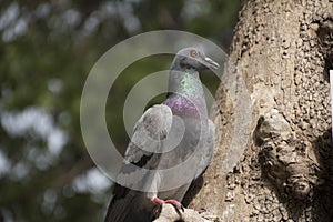 Pigeon in a tree