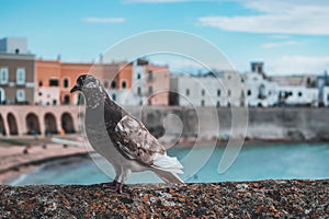 pigeon turist visiting in gallipoli.