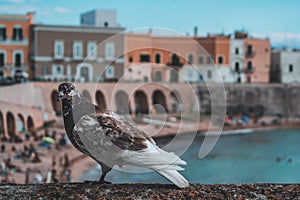 pigeon turist visiting in gallipoli.