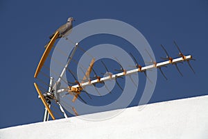 Pigeon on TV Antenna