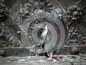 Urban pigeon