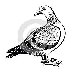 Pigeon, vector hand drawn illustration.