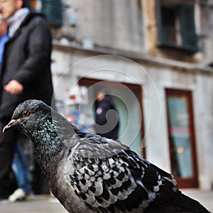 pigeon in Venice.