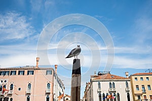 Pigeon in venice sitting on wooden pole against blue sky on main channel. traditional italian architecture on a summer day