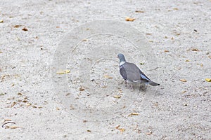 Pigeon waling in a park seeking seeds