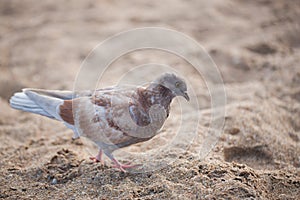 Pigeon is walking along the yellow sand