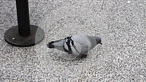 pigeon walking around on floor and pecking in italian italy train station indoor 12 v